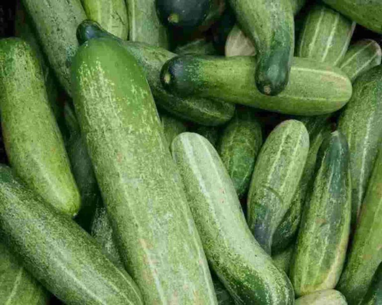 Facts to Know About Cucumbers