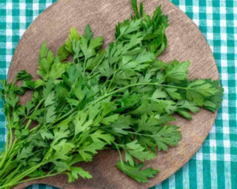 what is the difference between cilantro and parsley